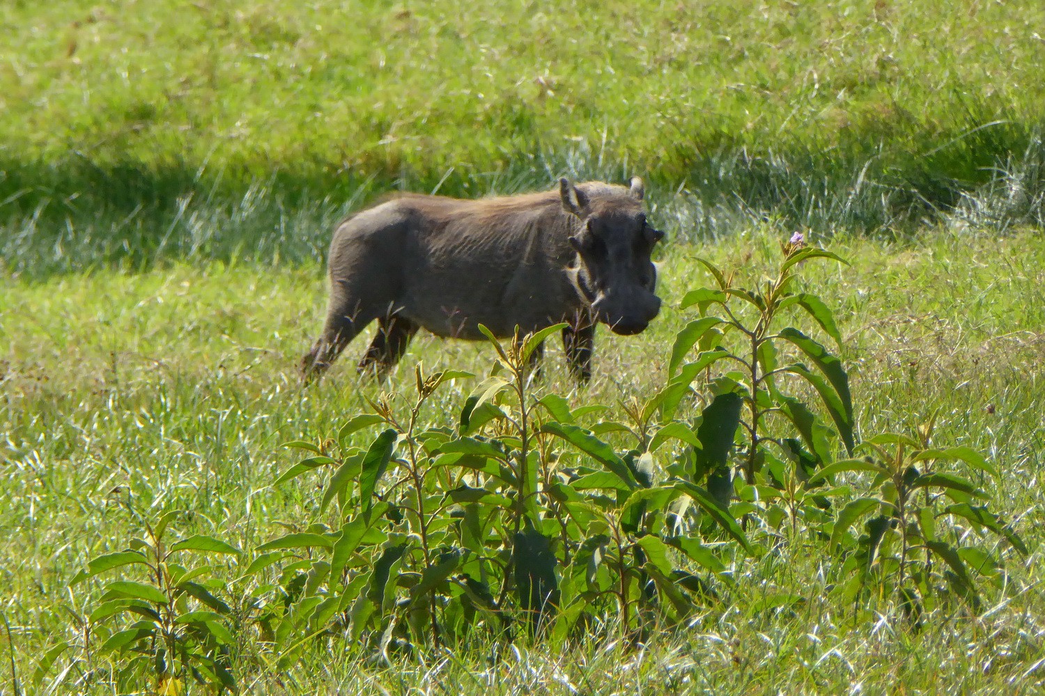 Warthog in the meadow on foot of Mount Meru